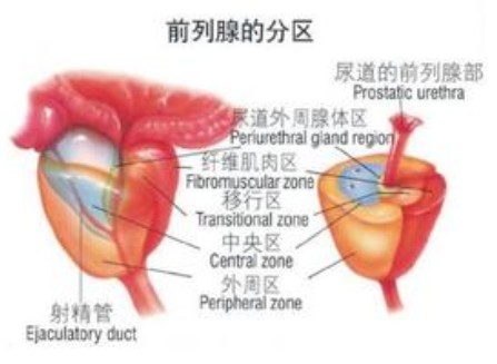 应该怎么样治疗阳痿